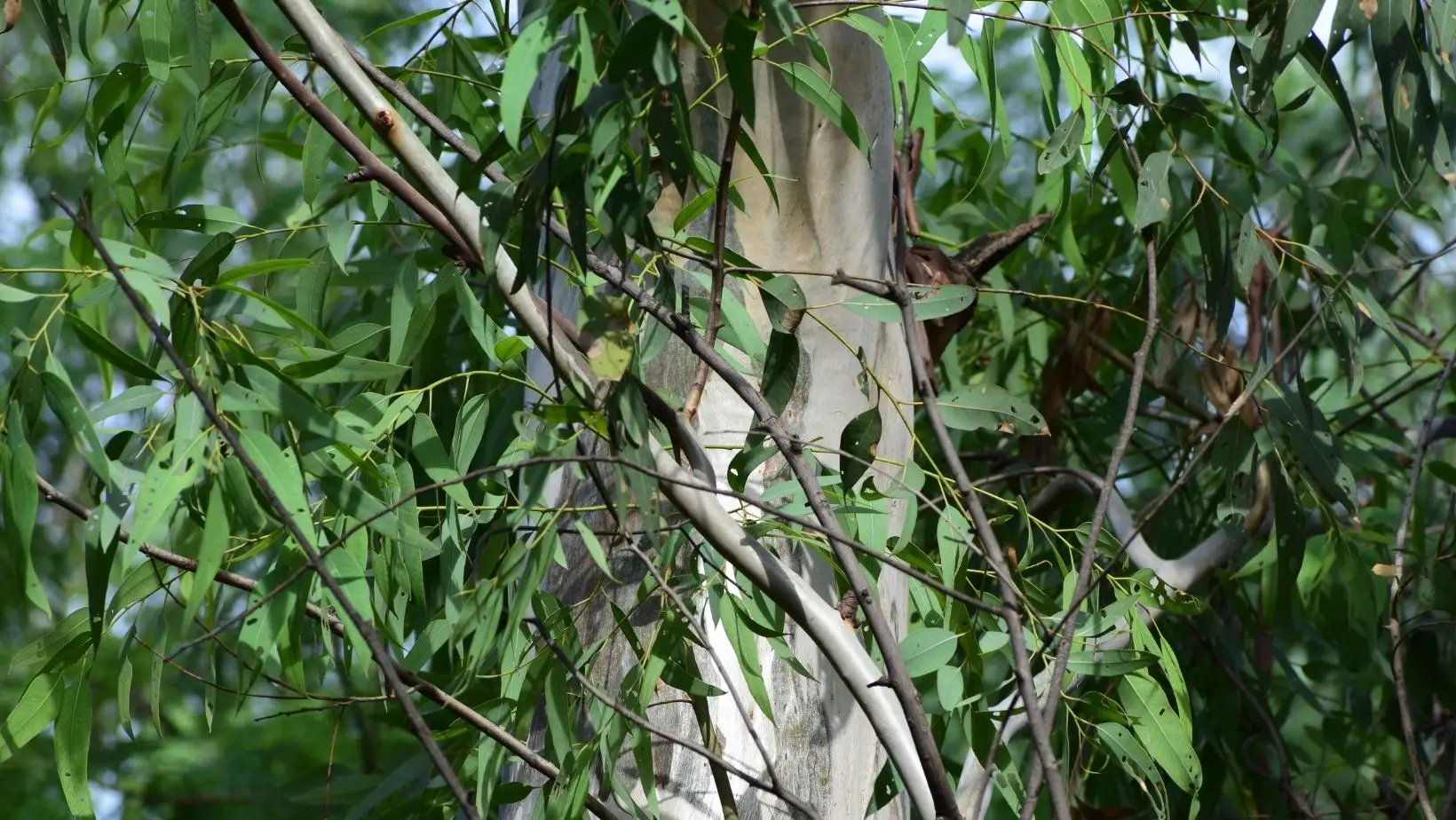 Estudo concluiu que eucalipto pode não consumir mais água do que pinheiro bravo