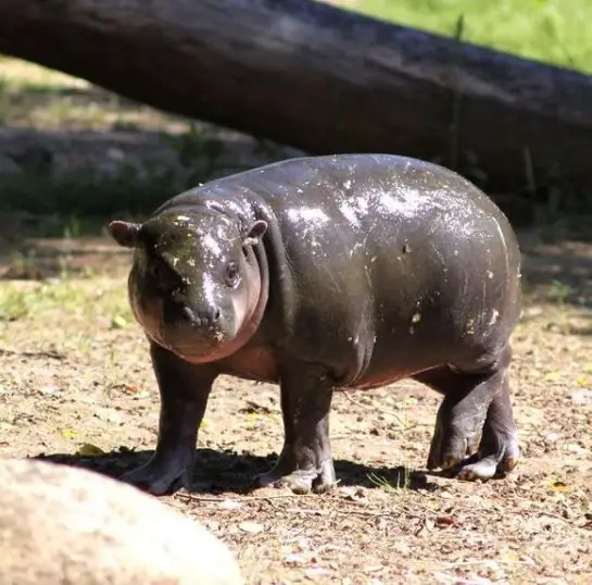 Cria de hipopótamo-pigmeu nascida no Zoo de Santo Inácio em 2021