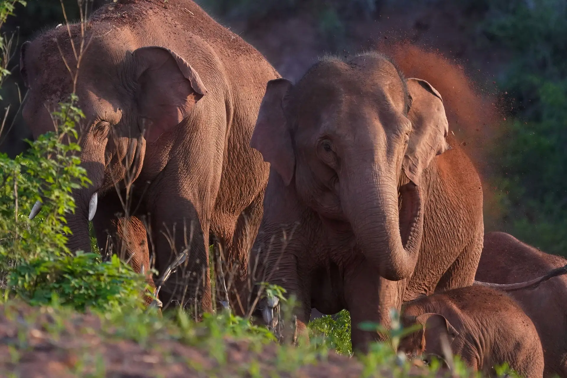 Elefante que se separou da manada e vagueou pelo sul da China regressa à reserva