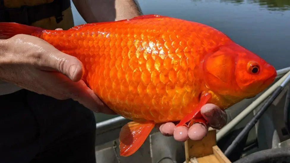 Peixes-dourados gigantes encontrados no Estado norte-americano do Minnesota