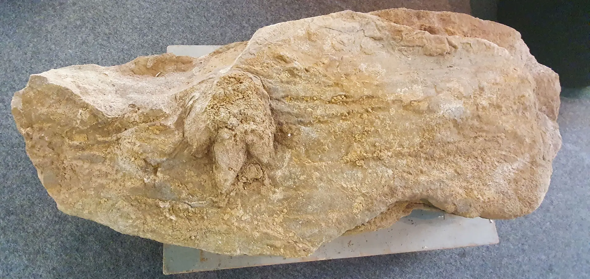 Fóssil de pegada de dinossauro com 154 milhões de anos descoberto na encosta sul da serra da Boa Viagem, na Figueira da Foz, 15 julho 2021.