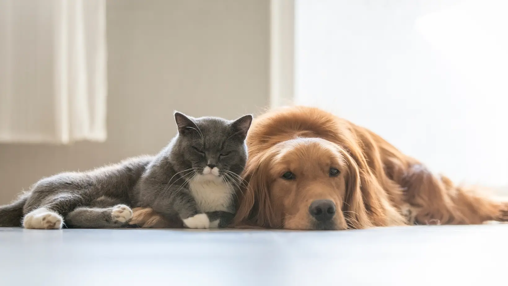 Estudo avalia como cães e gatos podem transmitir "superbactérias" aos donos