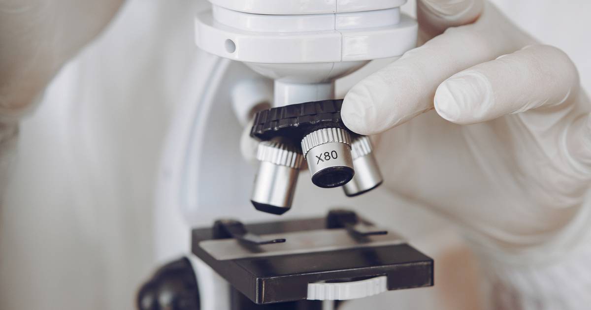 Cientista portuguesa recebe bolsa de 10 milhões de euros para desvendar os segredos do envelhecimento