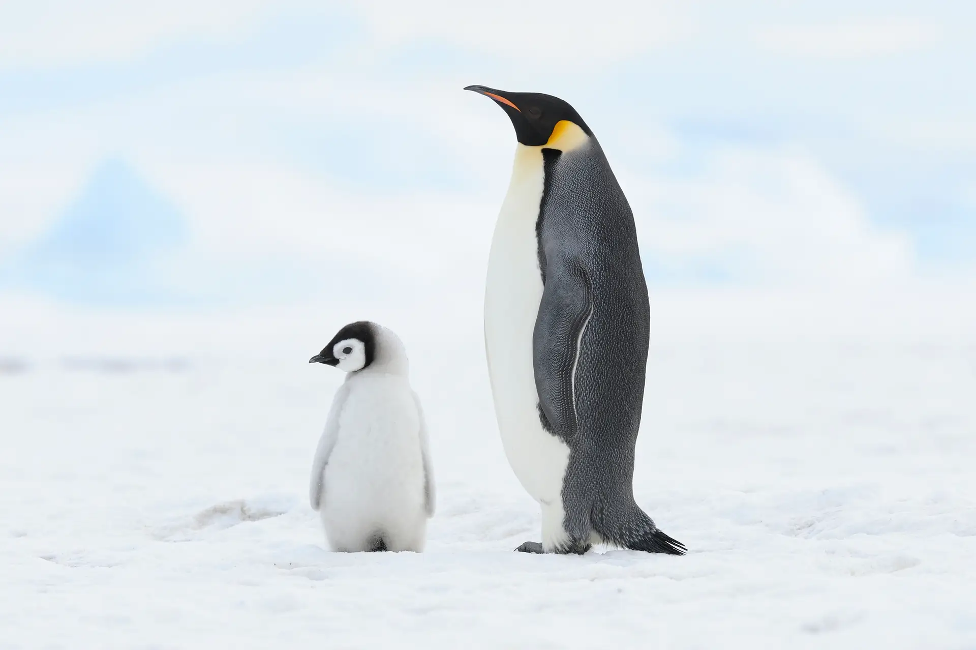 Estudo revela presença de microplásticos em pinguins da Antártida há mais de 15 anos