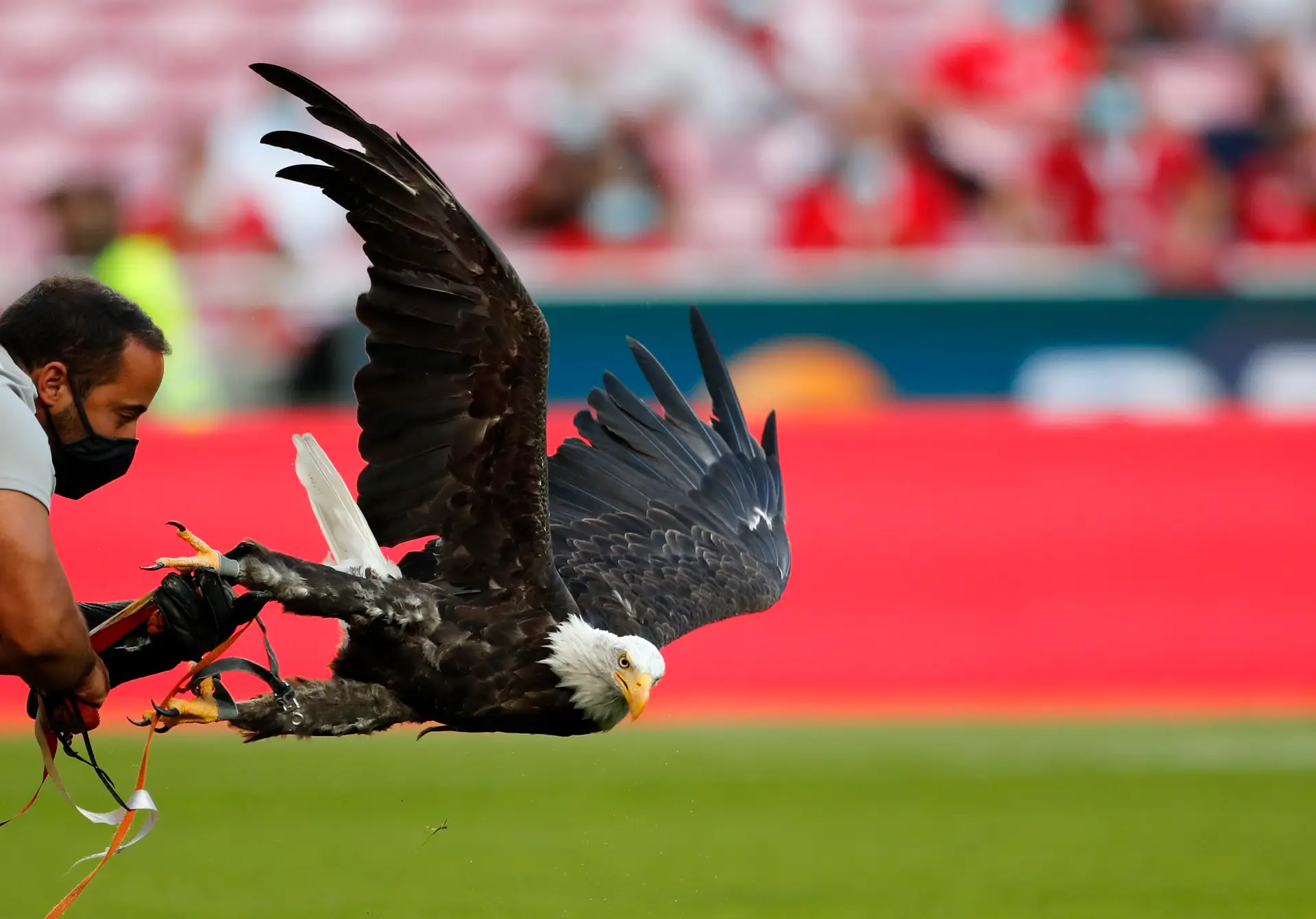 Benfica vai jogar contra Spartak Moscovo na Liga dos Campeões - Desporto -  SÁBADO