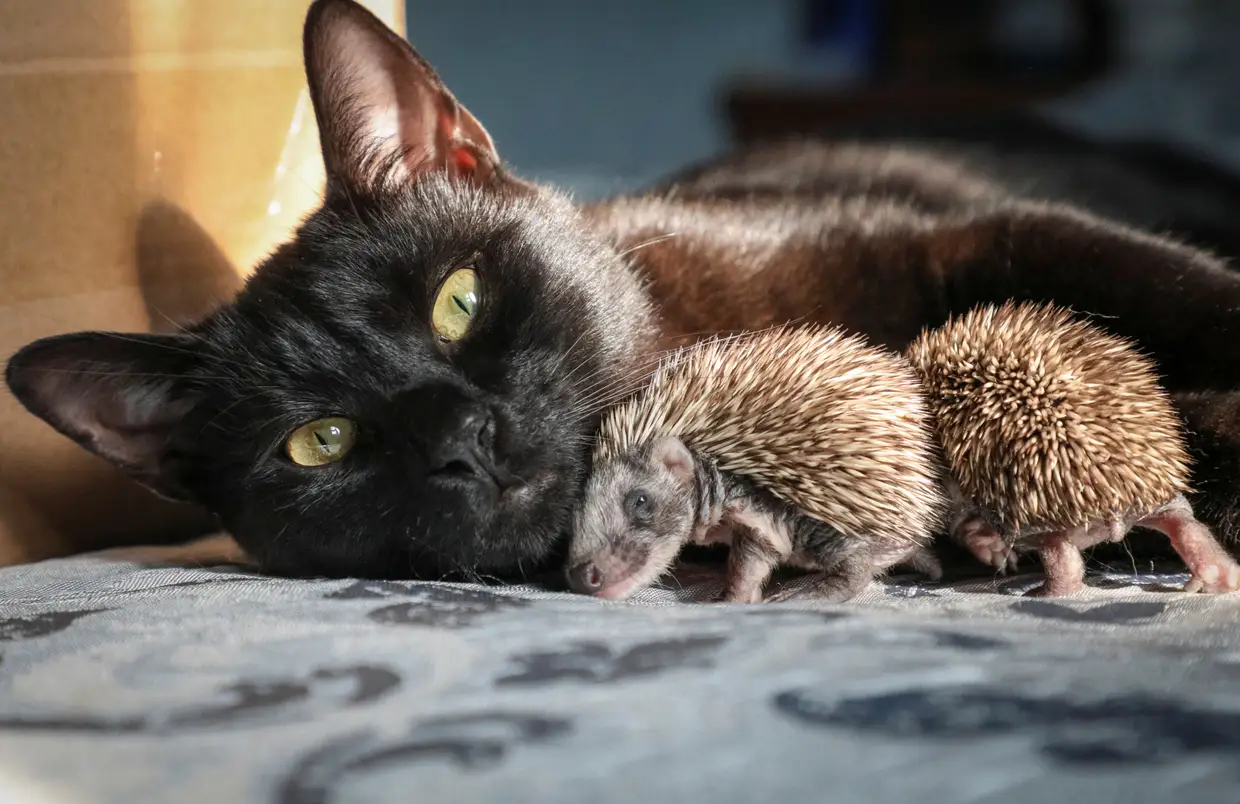 O Amor Improvavel Entre Um Gato E Um Porco Espinho Sic Noticias