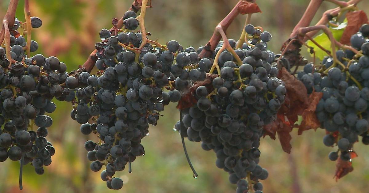 Dão-Region: Arbeitskräftemangel zwingt zu Mechanisierung der Weinernte