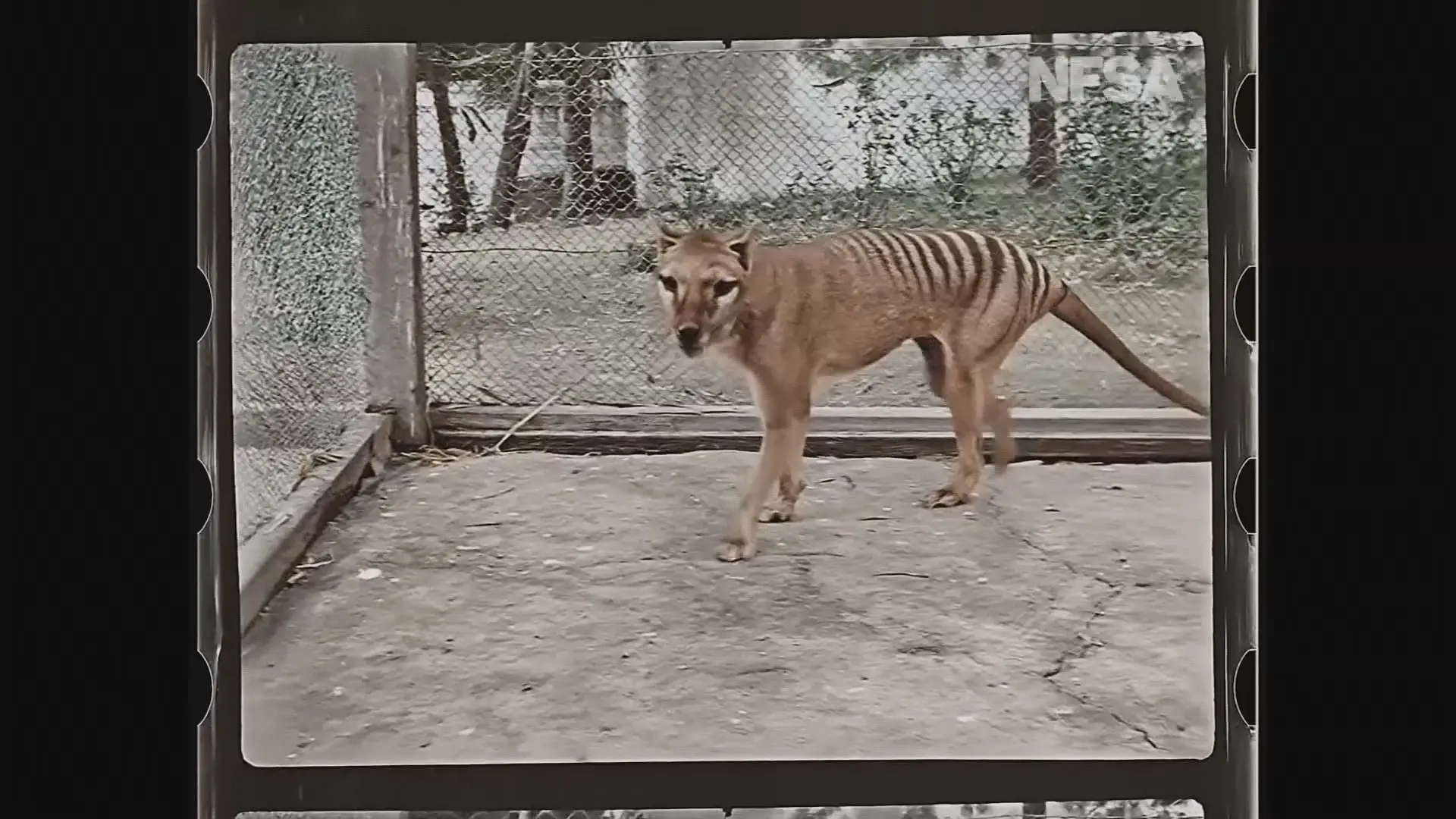Divulgadas imagens coloridas do último tigre da Tasmânia em cativeiro, que morreu há 85 anos