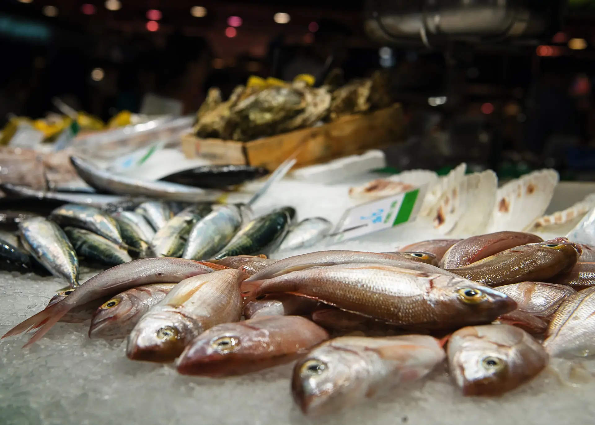 Margens de lucro dos pescadores cada vez mais baixas devido ao aumento dos combustíveis