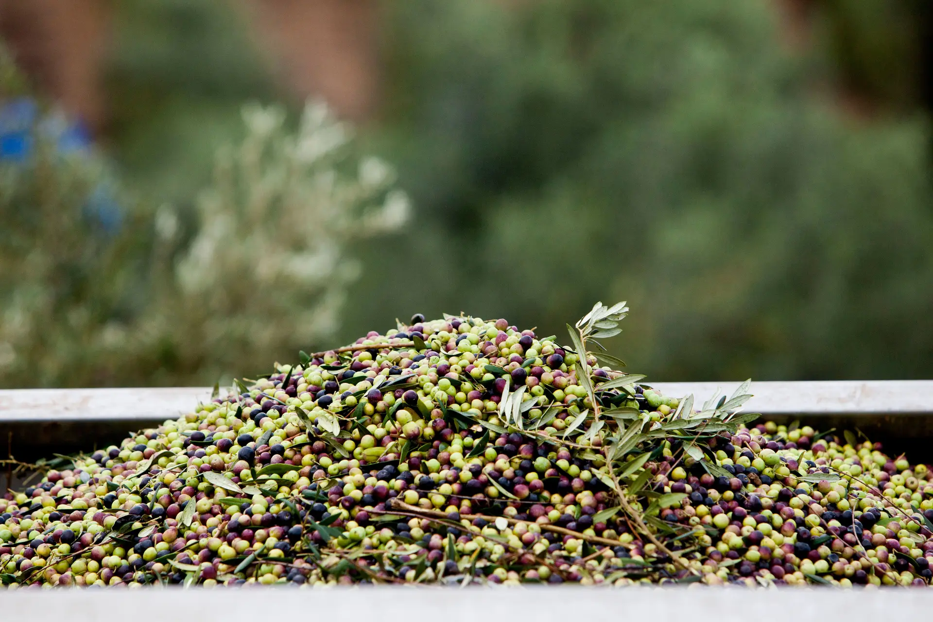 Azeite, óleos, combustíveis e minério: empresários acreditam que comércio com o Brasil só pode aumentar