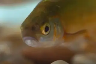Ruivaco-do-oeste, um peixe único no mundo