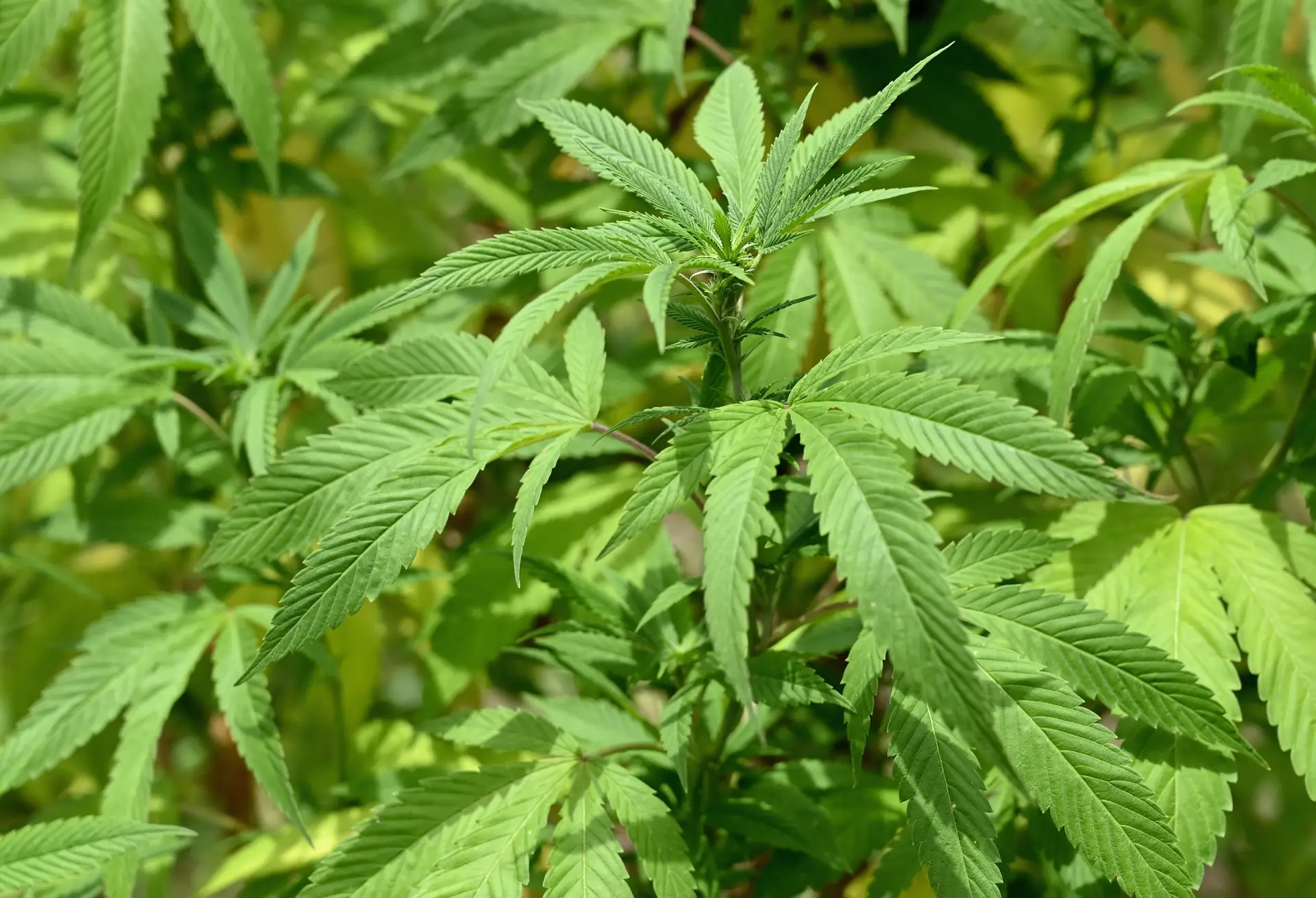 Uso medicinal de canábis aumenta risco de problemas cardíacos