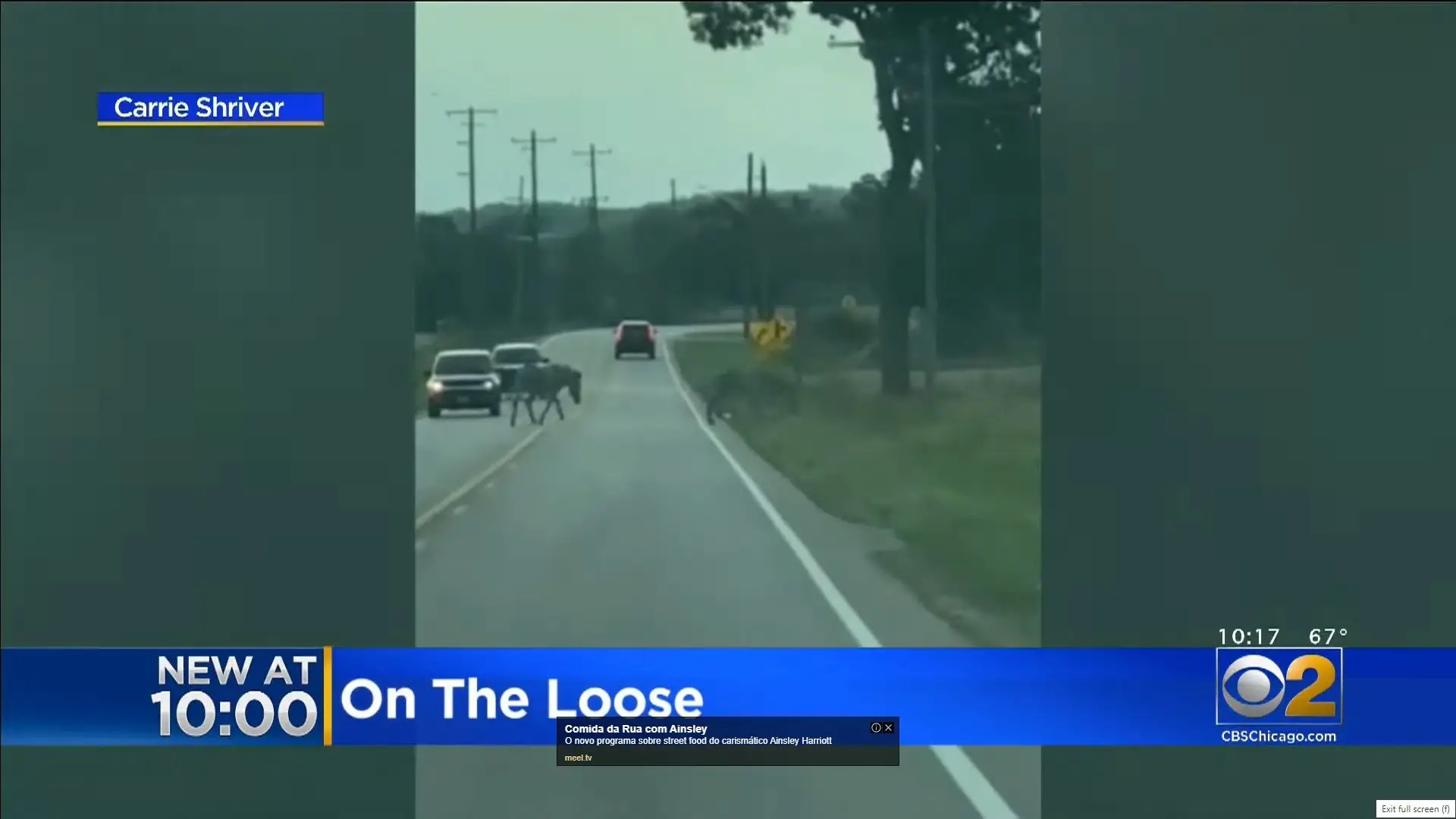 Zebras fogem de uma quinta e passeiam em estradas de Chicago