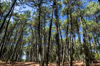 A importância de plantar uma árvore