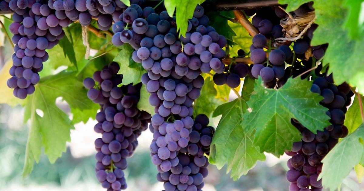 Circa 300 acini d'uva sono stati svuotati in strada a Régua in un allarme simbolico per la crisi nel Douro