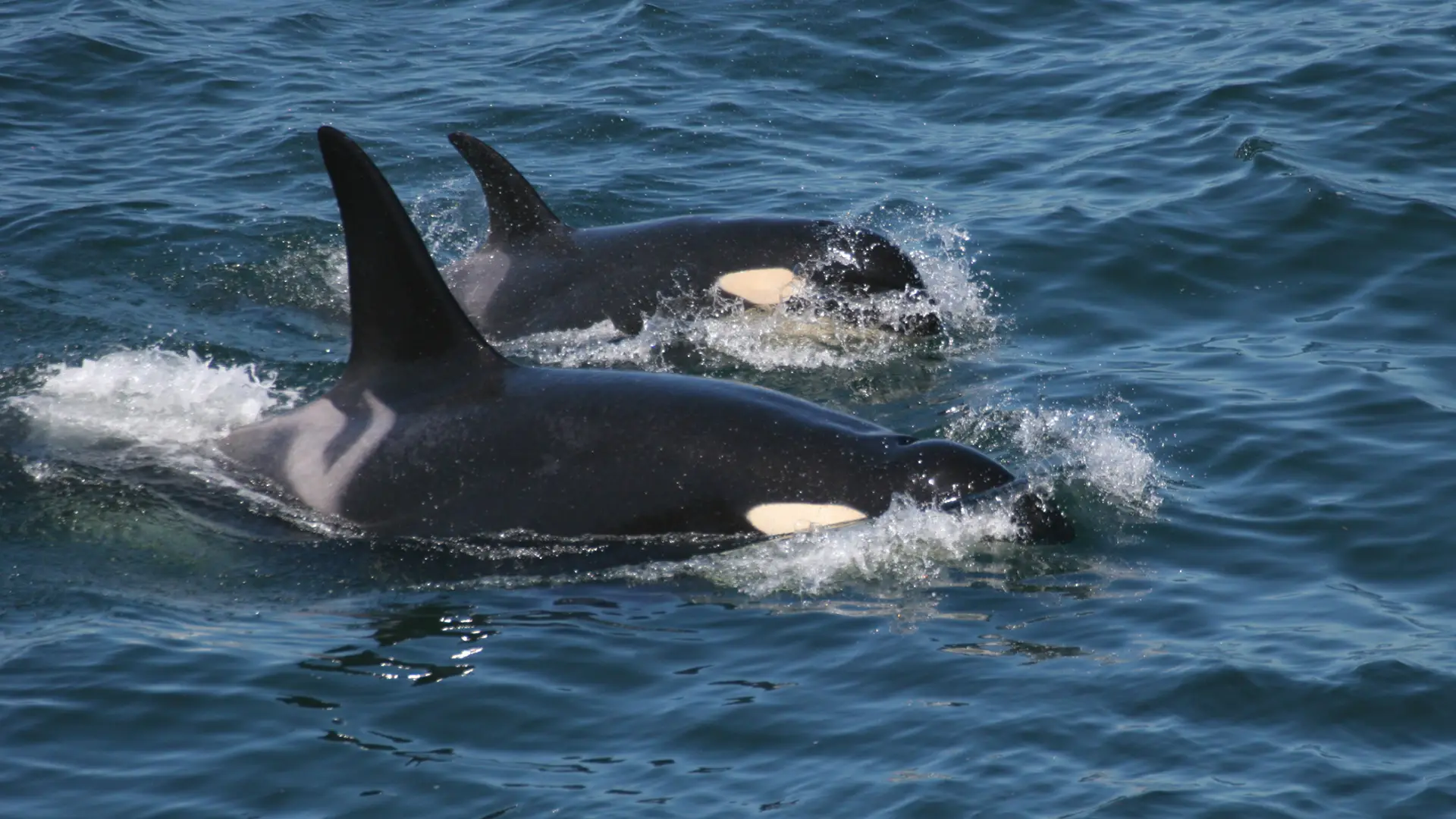 Espanha vai estudar o comportamento agressivo das orcas contra embarcações