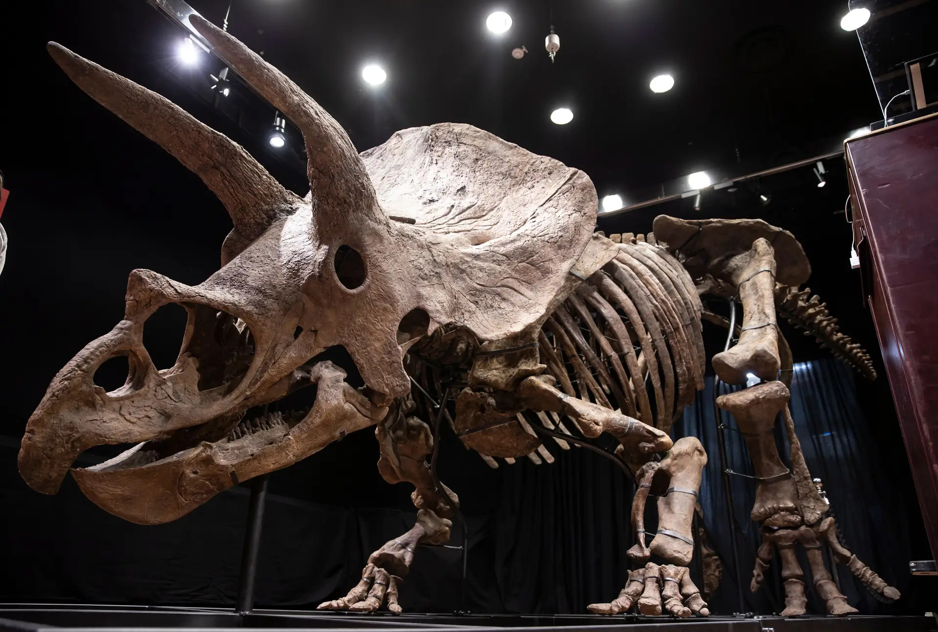 Esqueleto de dinossauro "Big John" leiloado por 6,6 milhões de euros, um recorde europeu