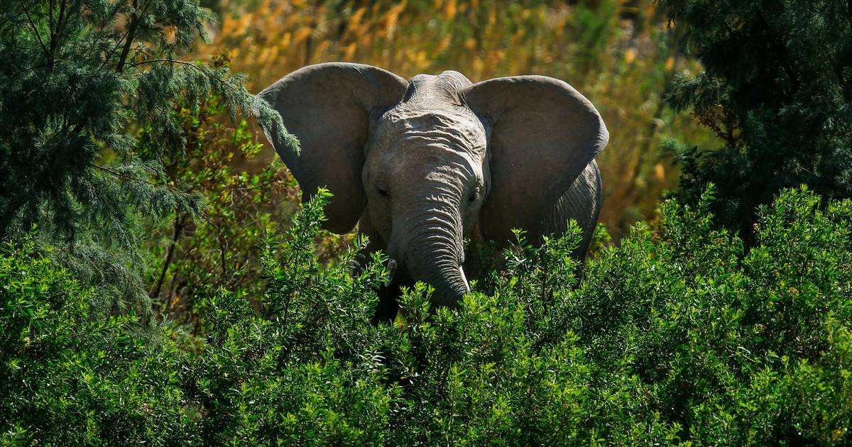 Turista morre "espezinhado" por elefante em safari na África do Sul