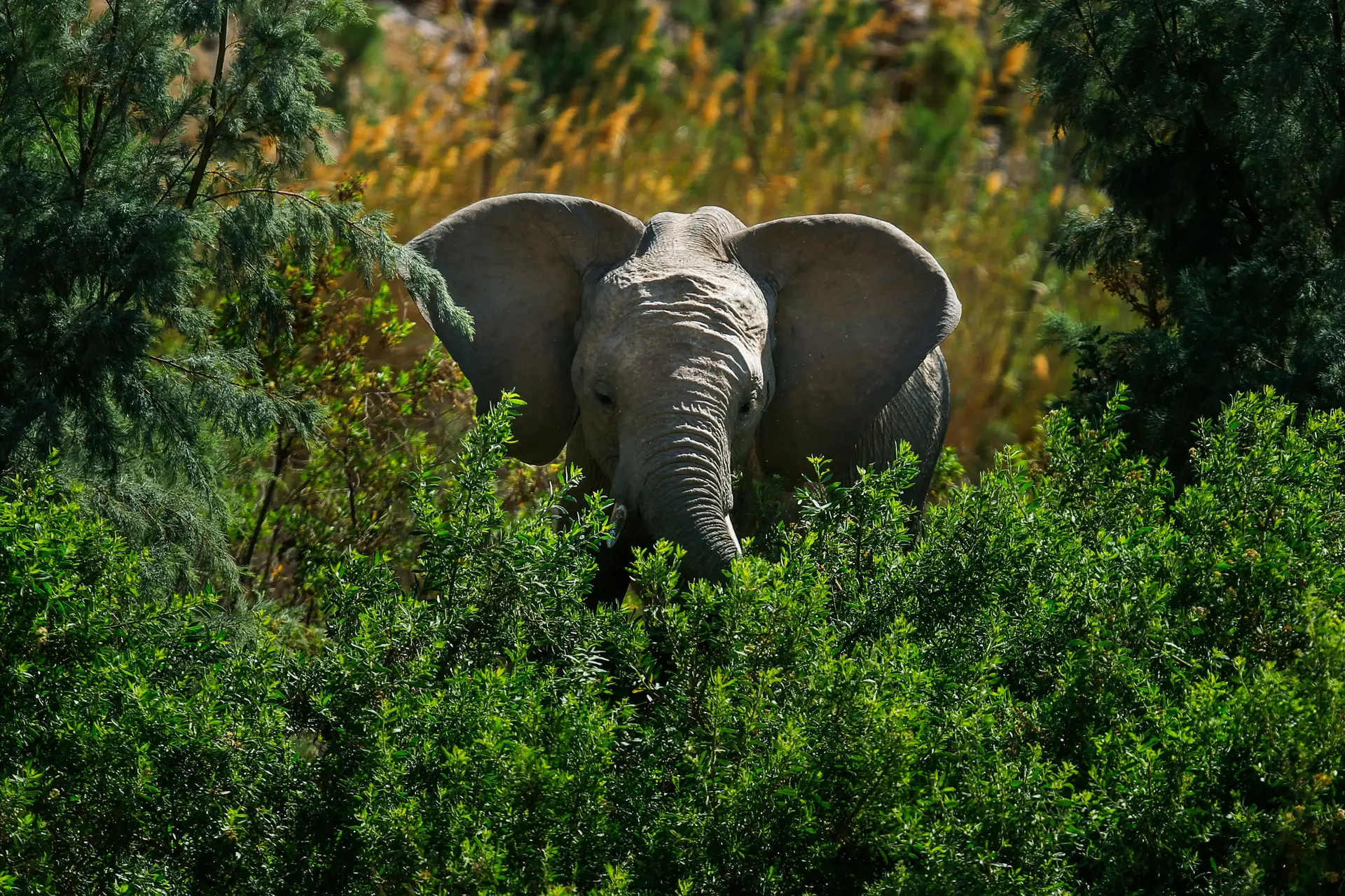 Caçador morre espezinhado por elefante num parque na África do Sul