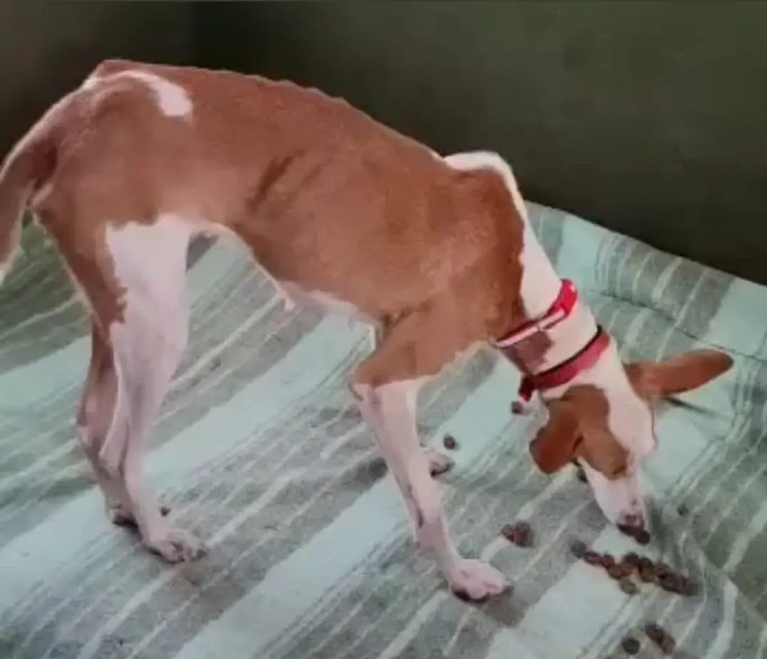 Ilha de La Palma: cães resgatados por equipa misteriosa "estão bem"