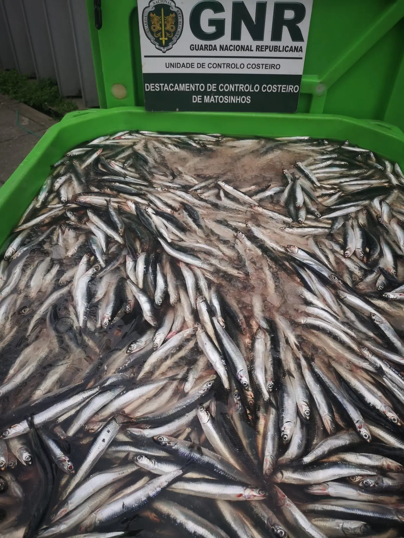 GNR apreende meia tonelada de biqueirão em Matosinhos