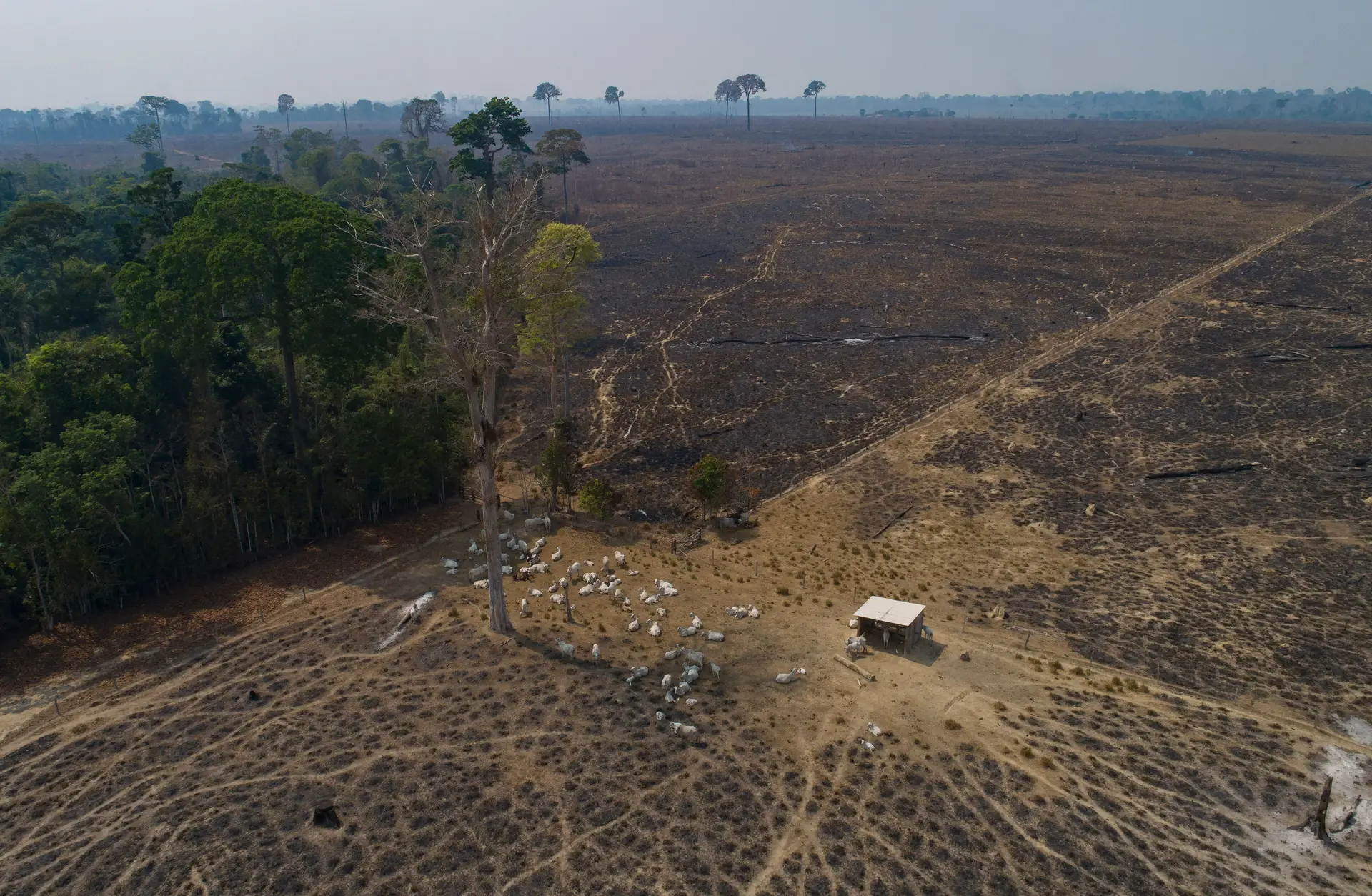 Desflorestação da Amazónia brasileira bate recorde em outubro