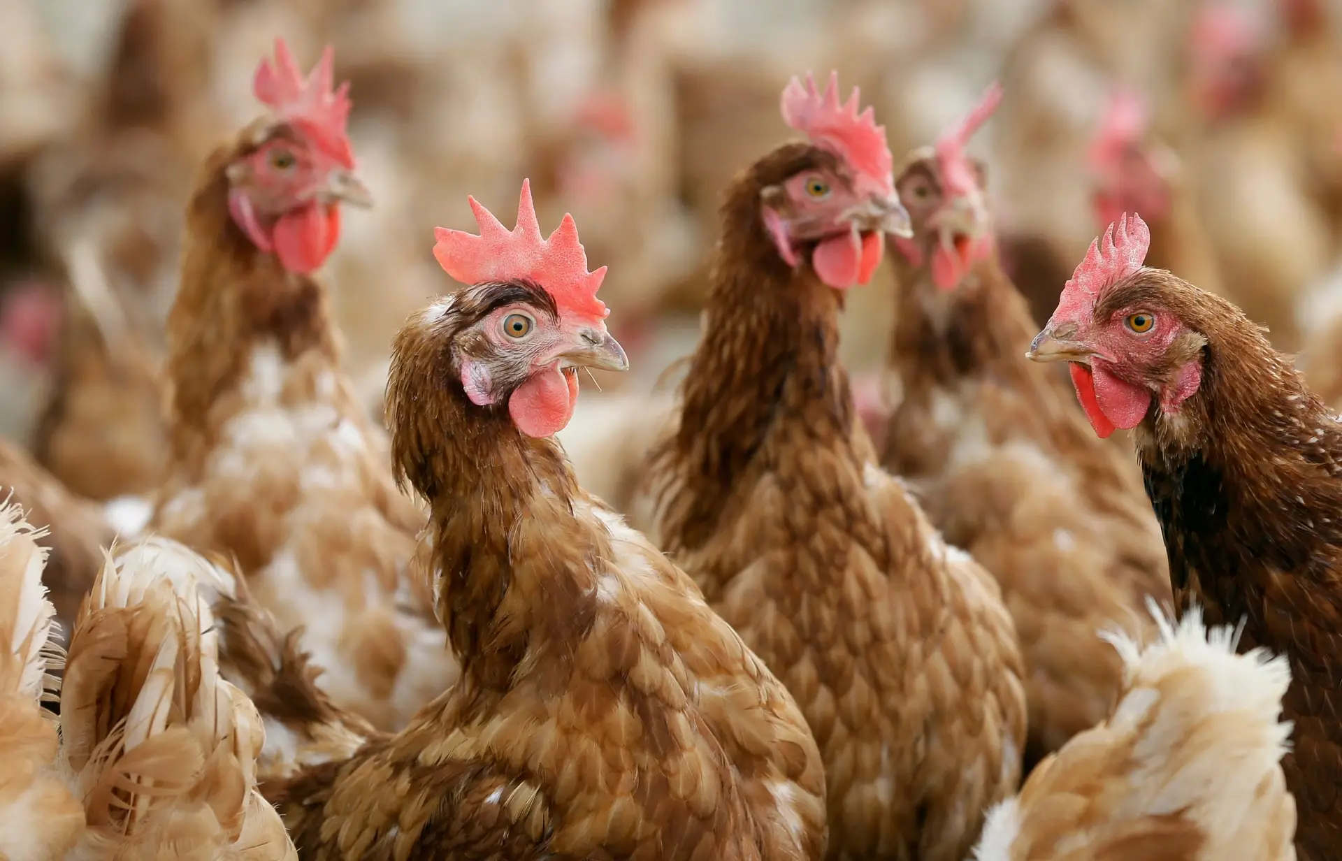 França anuncia surto de gripe das aves no norte do país