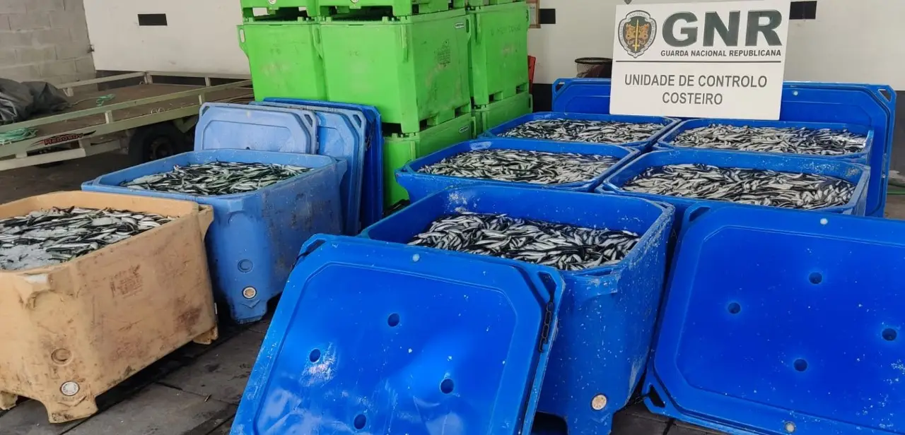 GNR apreende mais de duas toneladas de pescado em Matosinhos