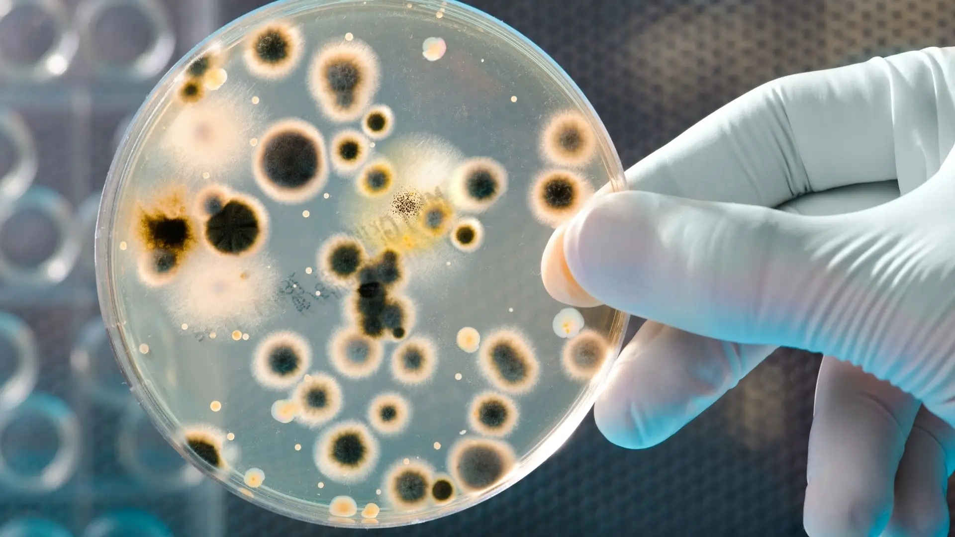 Descoberta bactéria no mar da Madeira com potencial para estudo de novos fármacos