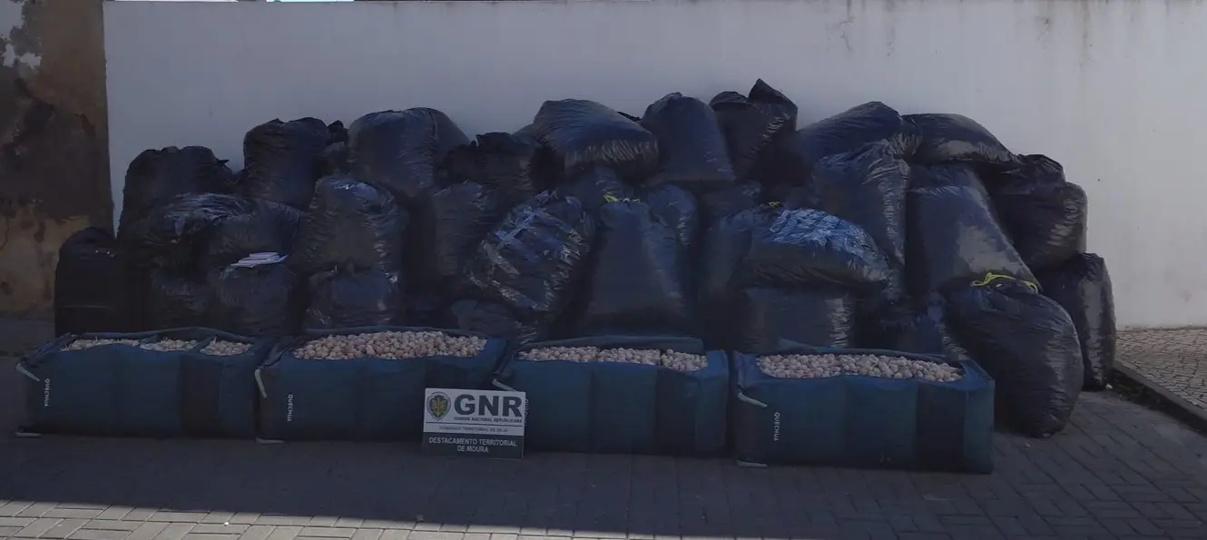 GNR de Beja apreende mais de 1,5 toneladas de cápsulas de papoila em Moura