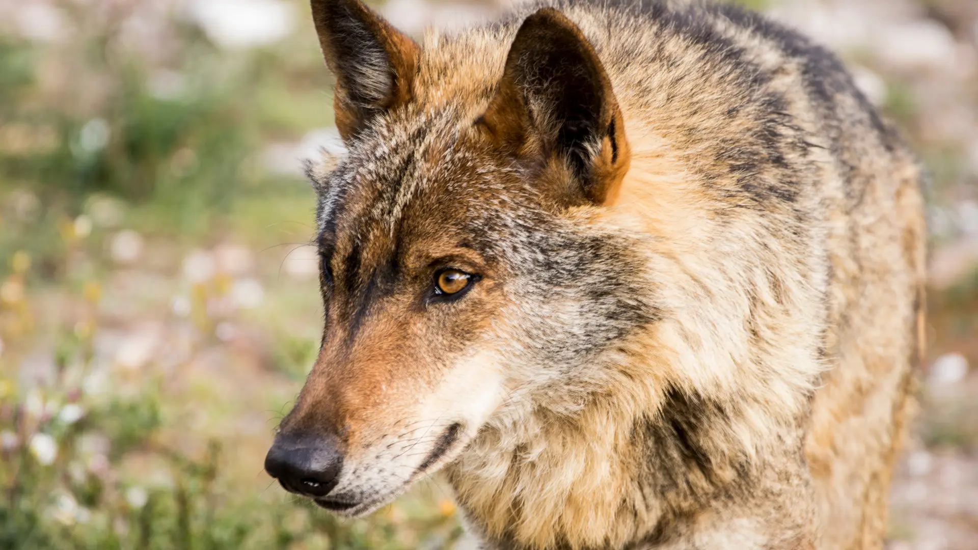 Zero alerta que lobo-ibérico "será descartável" no projeto da mina de lítio em Montalegre