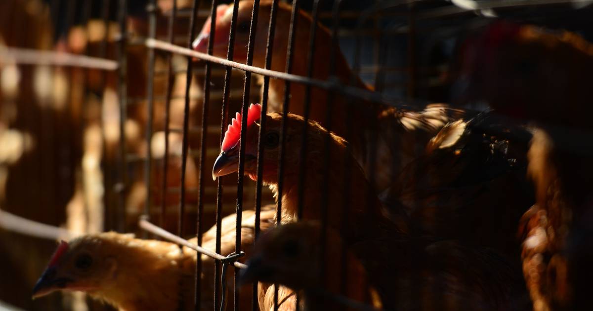 Gripe das aves detetada em Setúbal
