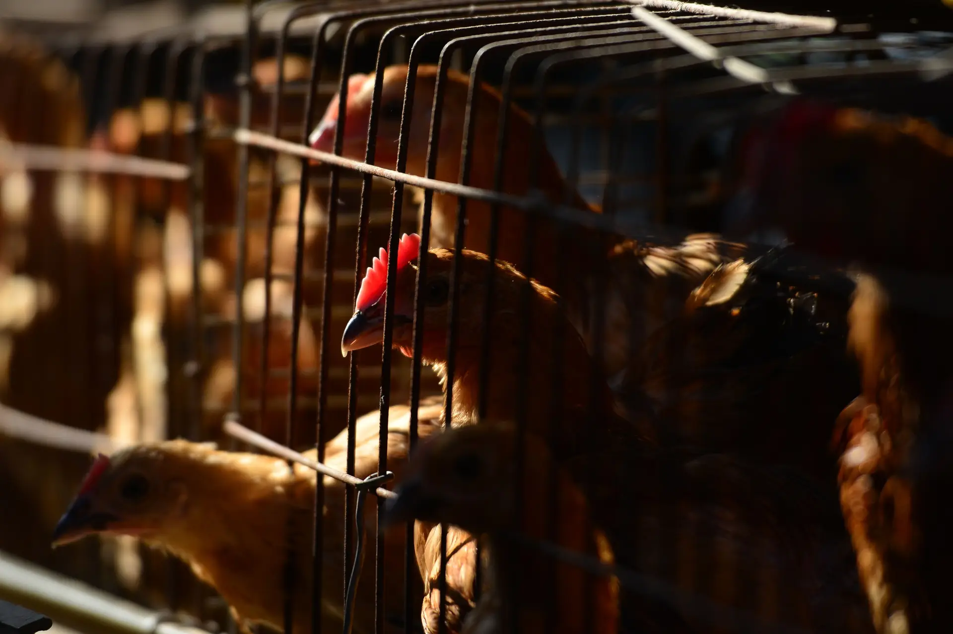 Gripe das aves detetada em Setúbal