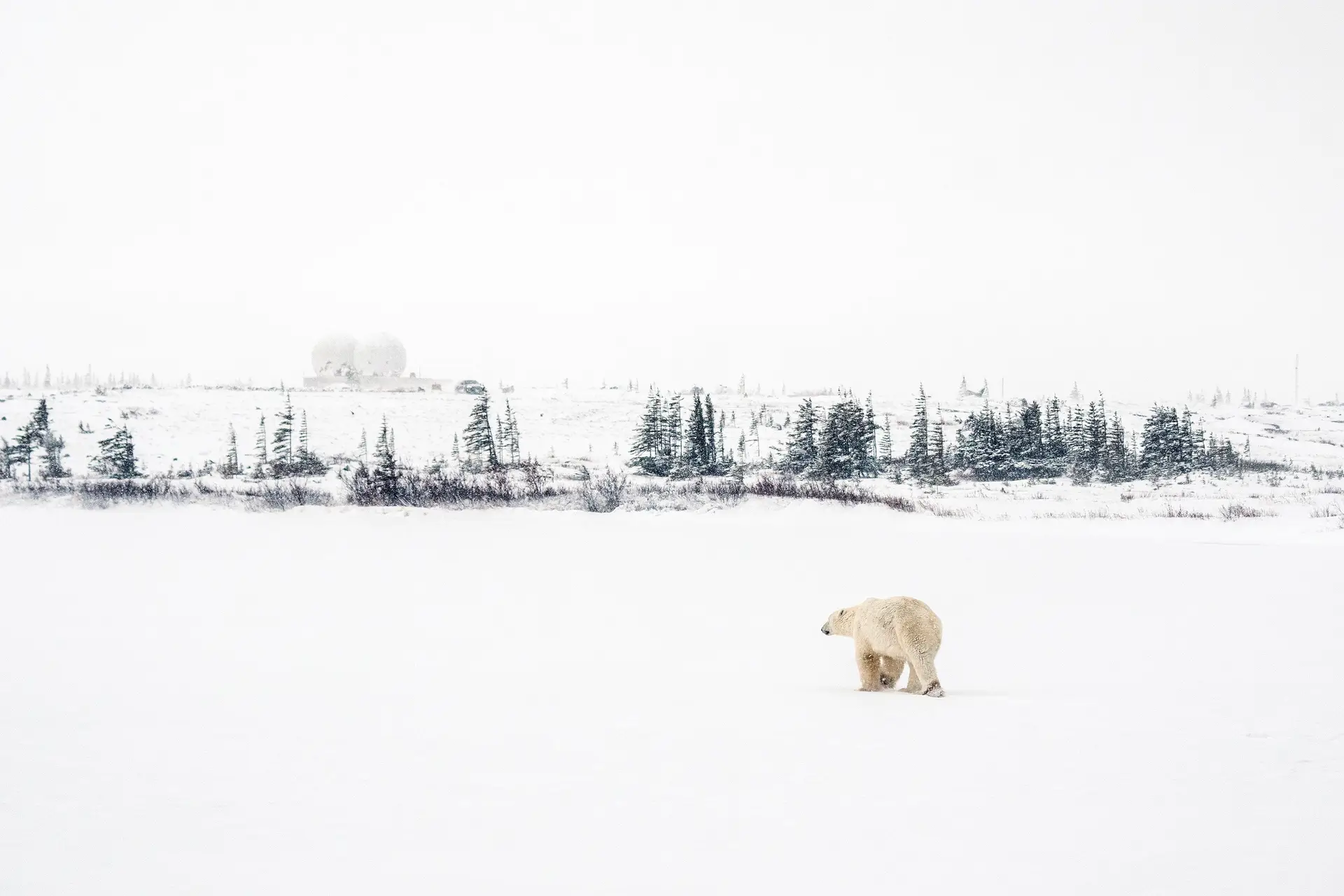 20 de novembro: um urso polar procura por abrigo em Churchill, Canadá.