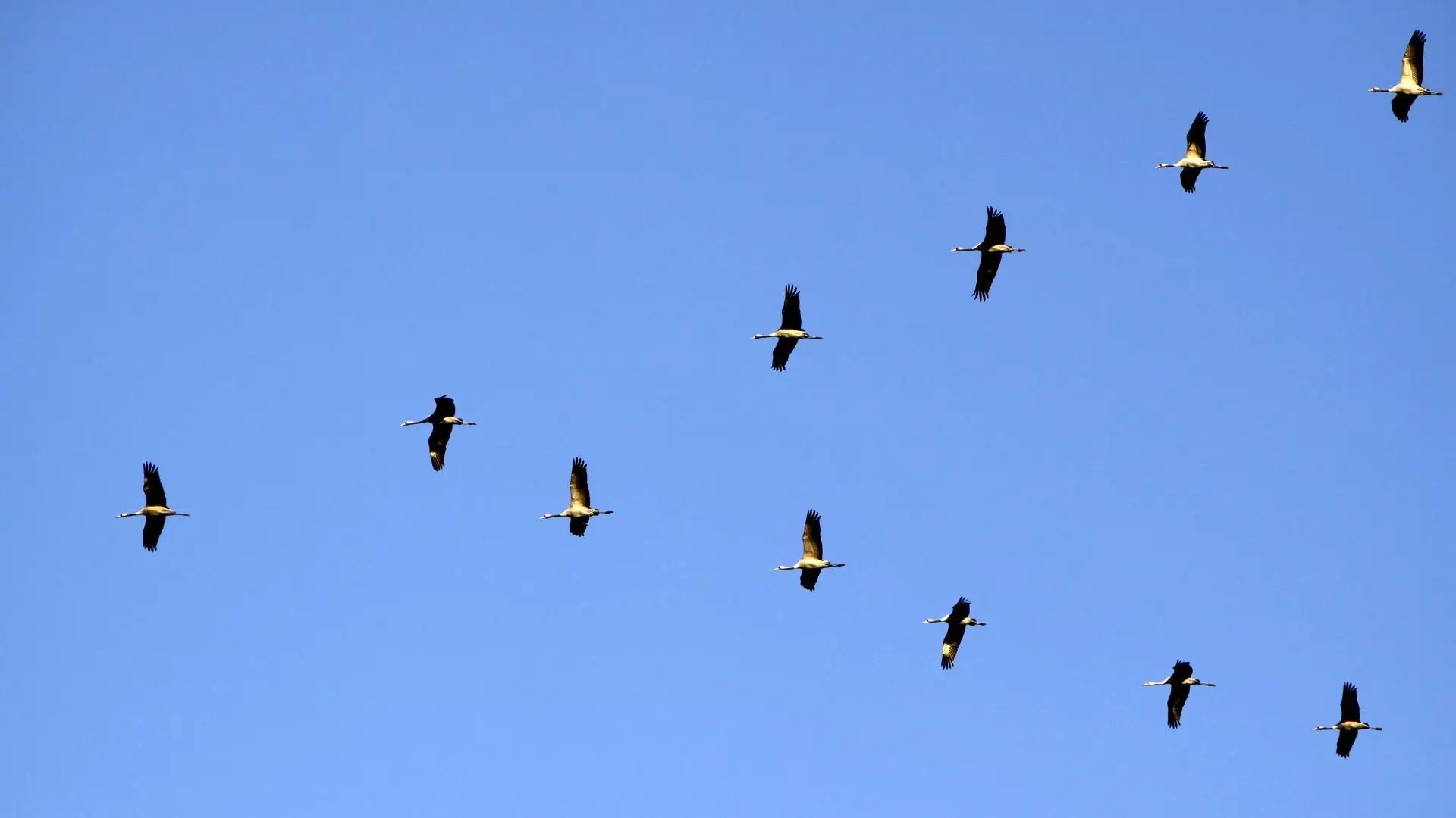 Surto de gripe das aves mata pelo menos 5.200 grous migratórios em Israel