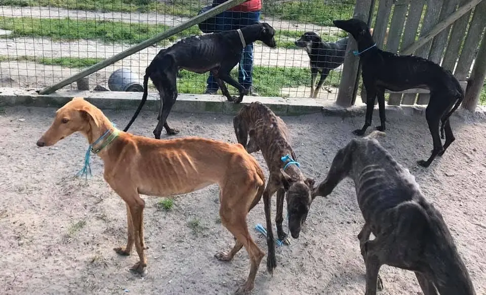 Cavaleiro João Moura acusado de 18 crimes de maus-tratos a animais