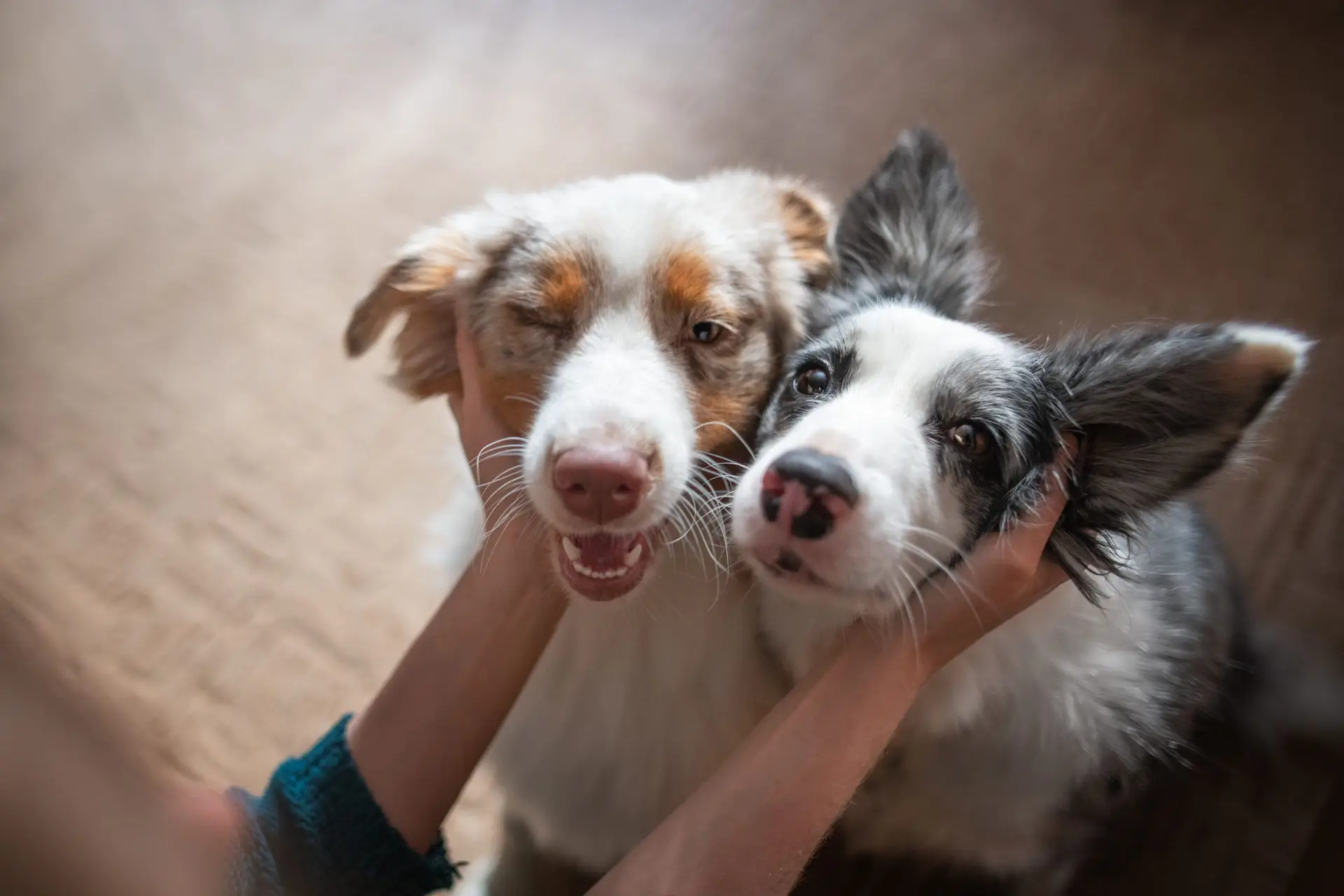 Jogo Quem É O Bicho Cara Cara Animais Pais & Filhos 6 Anos