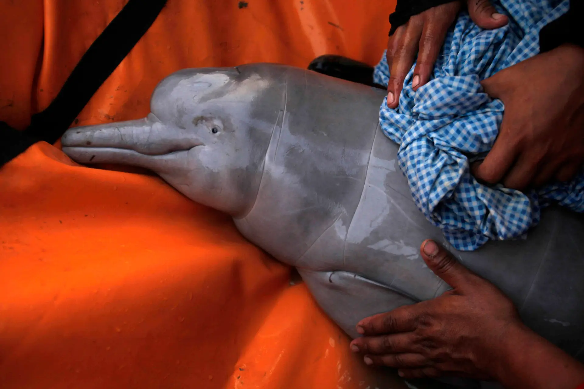 Mais de 20 dias para salvar um golfinho cor-de-rosa encalhado no rio Amazonas