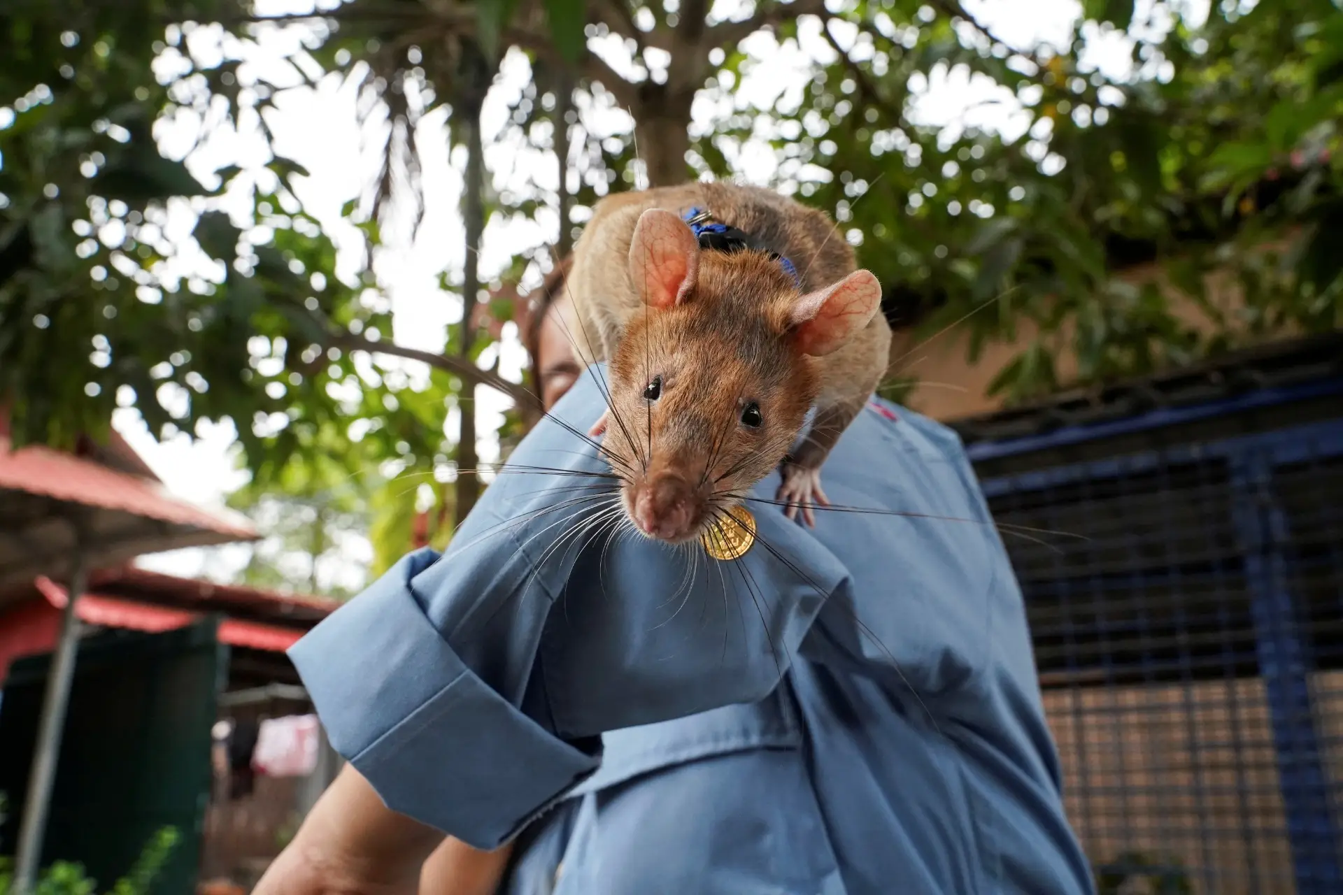 Morreu o rato Magawa, condecorado no Camboja pela descoberta de mais de 100 minas