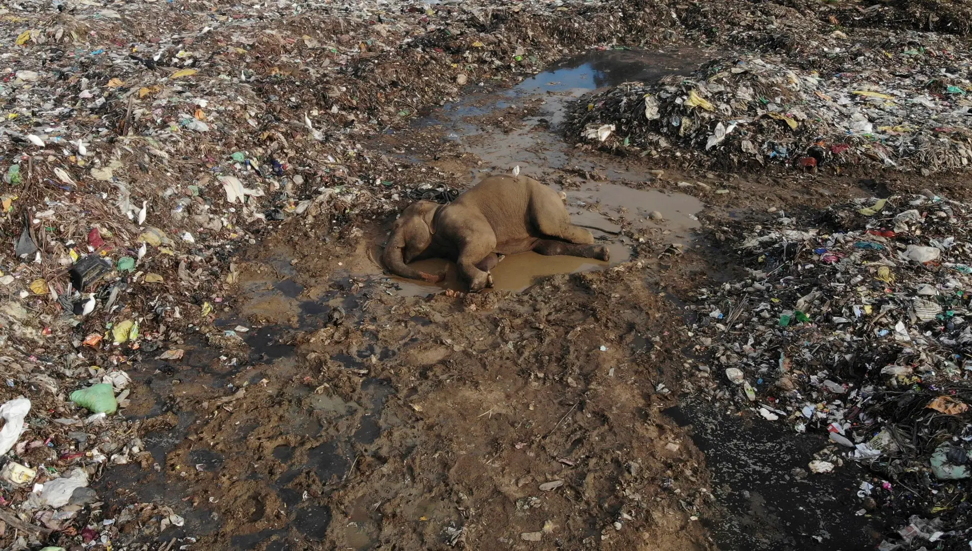 Elefantes morrem após comer lixo plástico em aterro no Sri Lanka