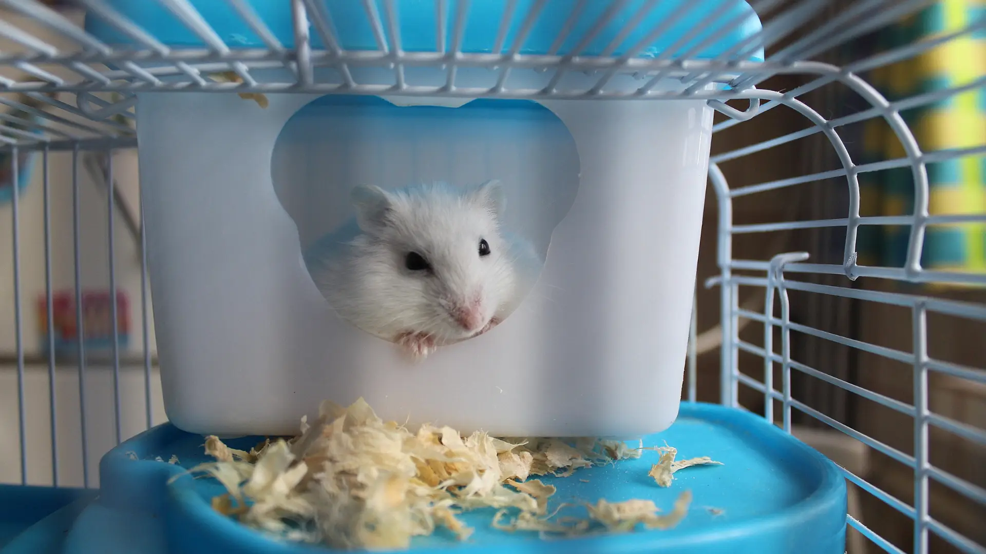Covid-19: Macau testa hamsters após Hong Kong anunciar abate de 2 mil animais