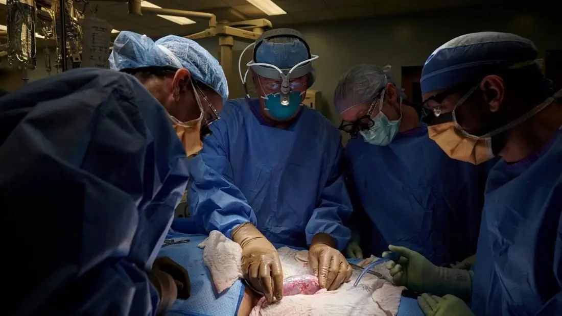 Cientistas anunciam sucesso de transplante de rins de porco para corpo humano