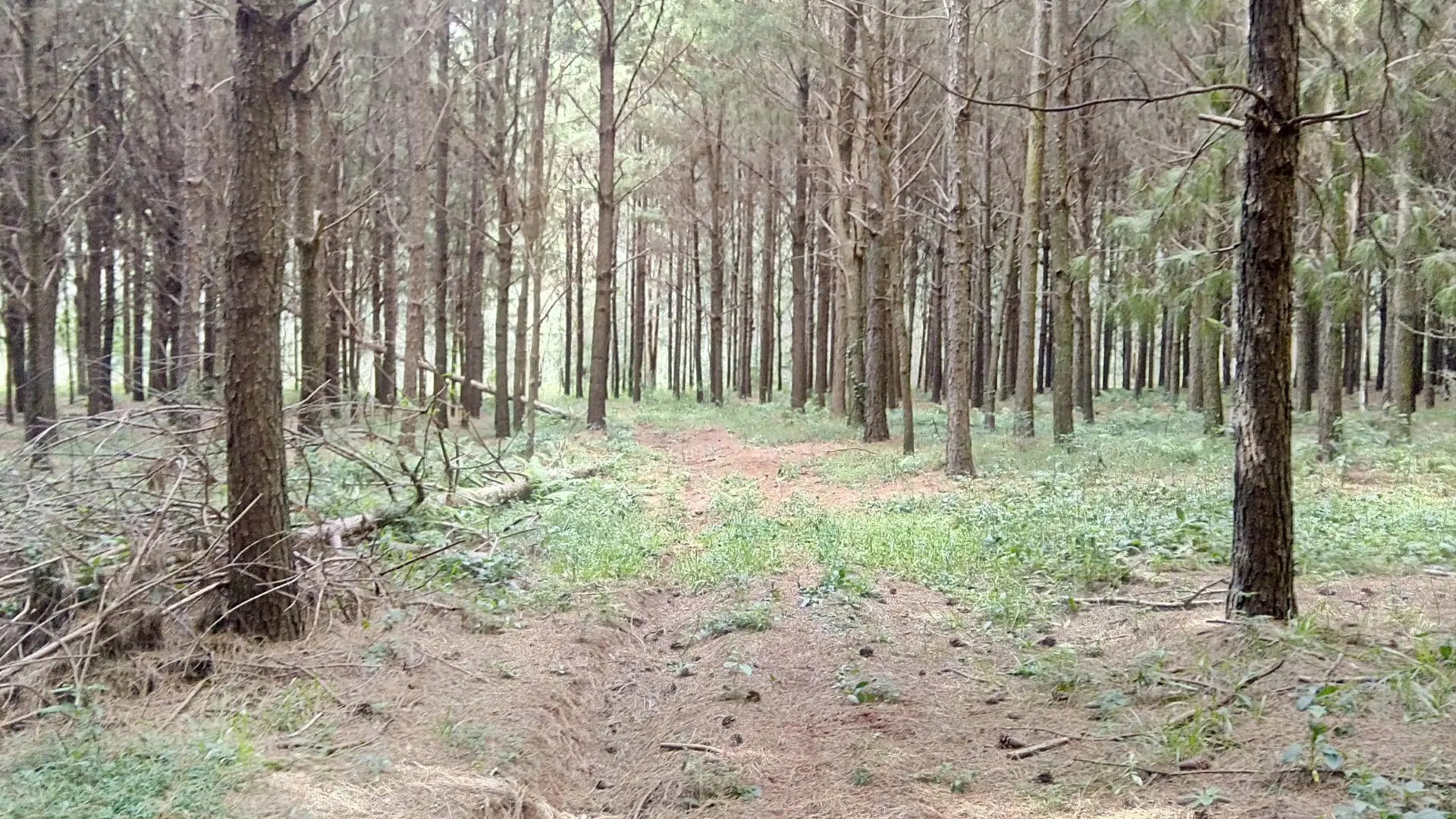 Ambientalistas acusam ICNF de atingir o “grau zero” da gestão florestal em Ovar