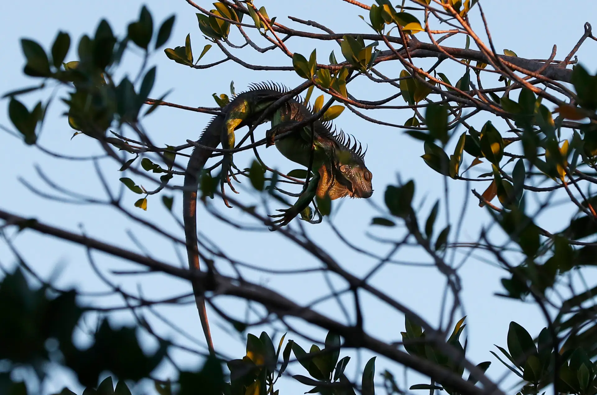 Há iguanas a cair das árvores na Florida