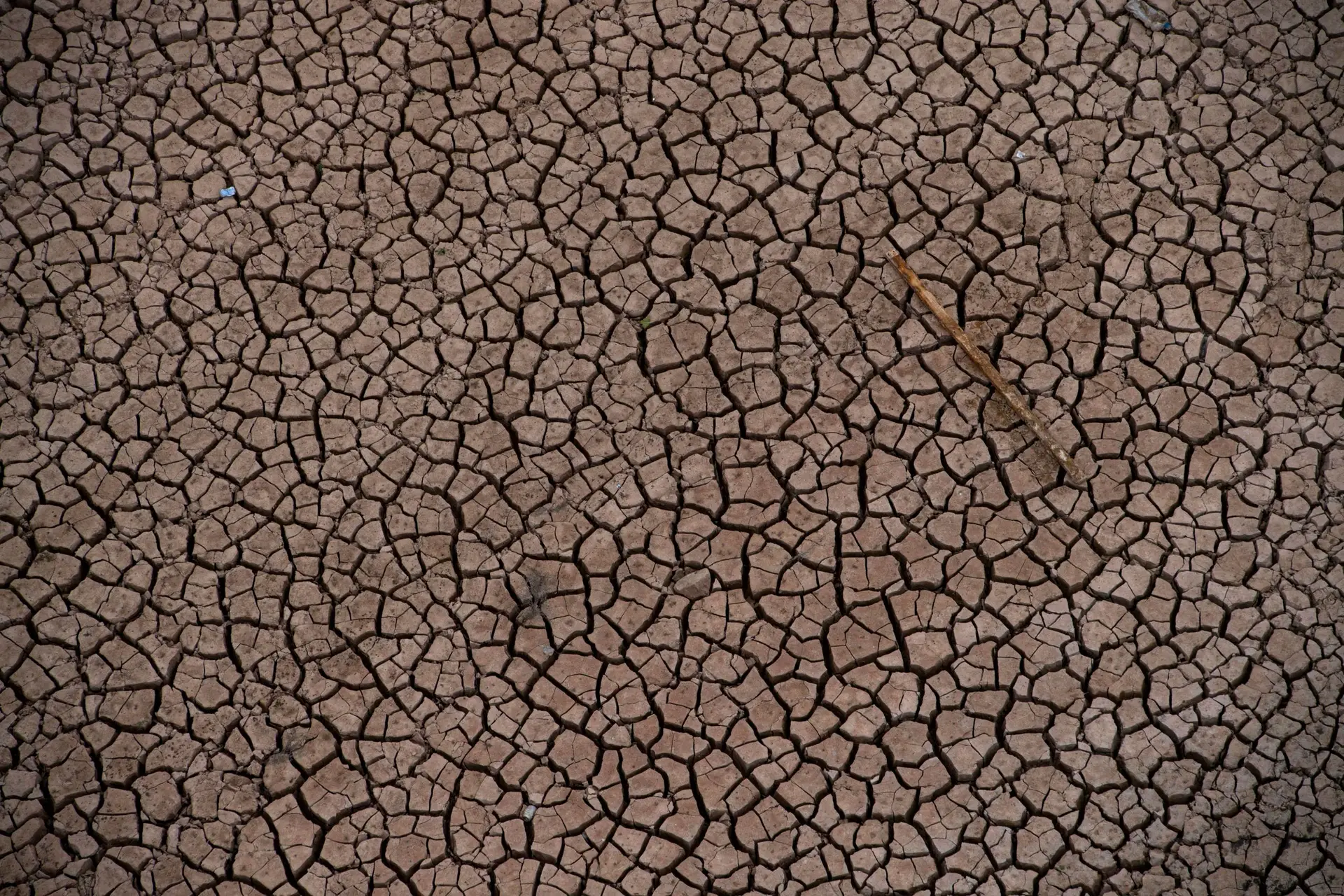Seca severa no Algarve deixa animais de pecuária sem pastagens