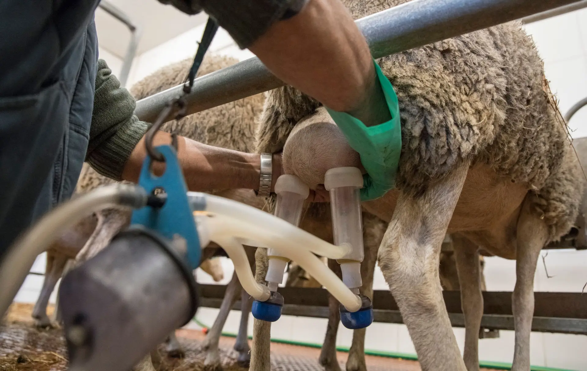 Seca: produtores das Beiras e Serra da Estrela vendem animais por falta de alimento