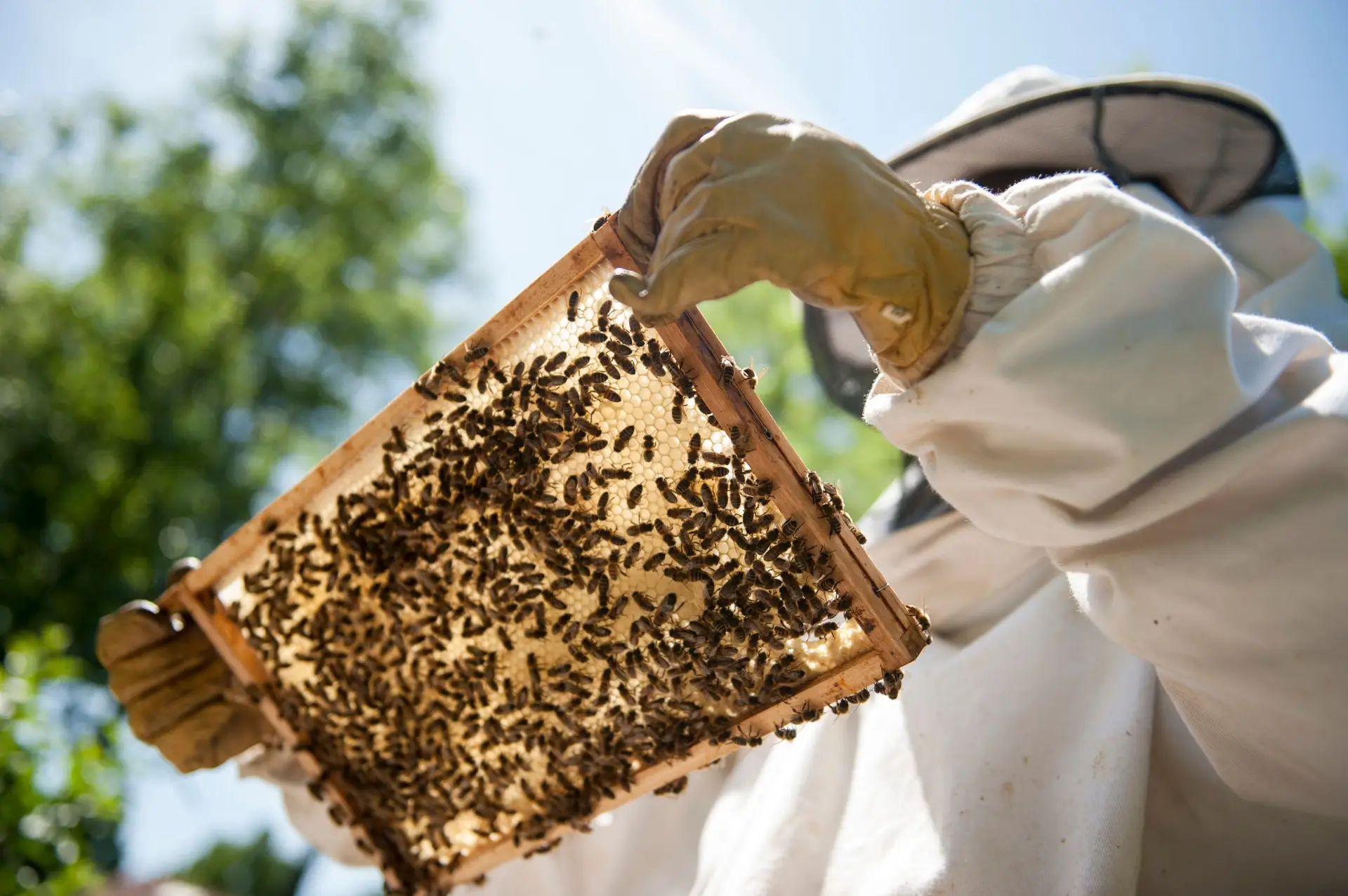 Apicultura sofre com a seca: há produtores a alimentar abelhas com açúcar