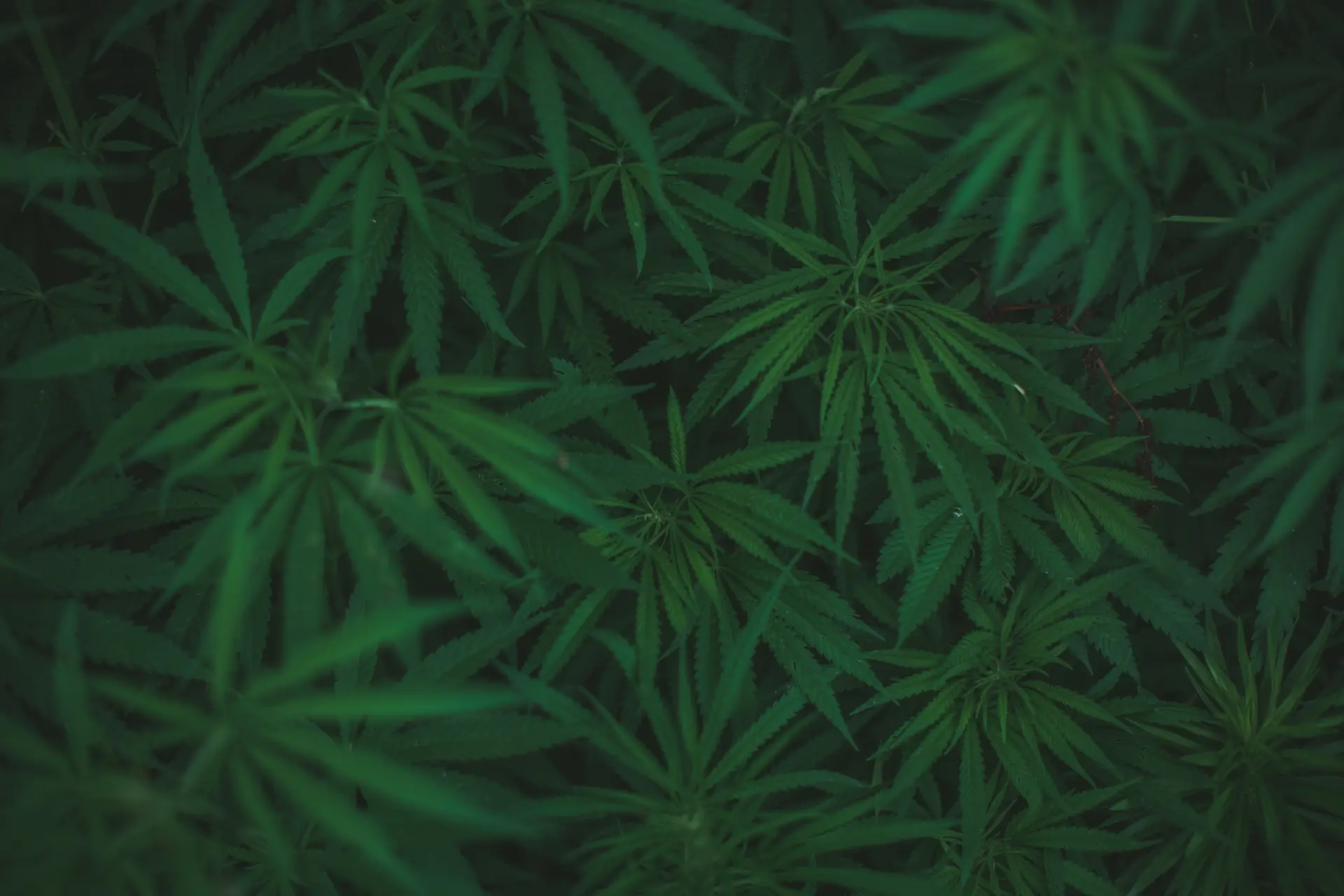 Drogas: 53 hectares de marijuana destruídos em dois dias no Brasil e Paraguai