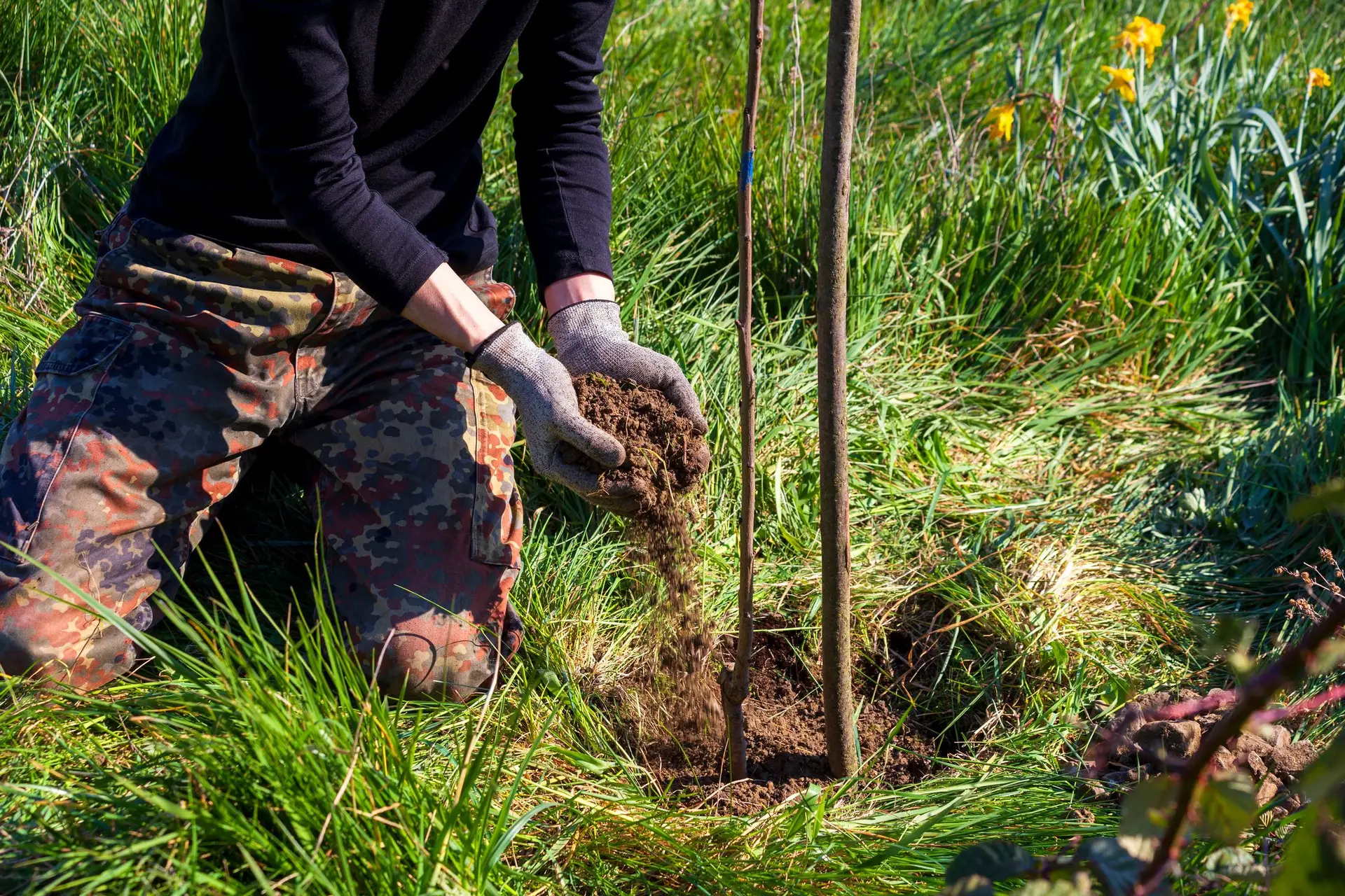 Como reduzir a mortalidade nas cidades no verão? Plantar mais árvores