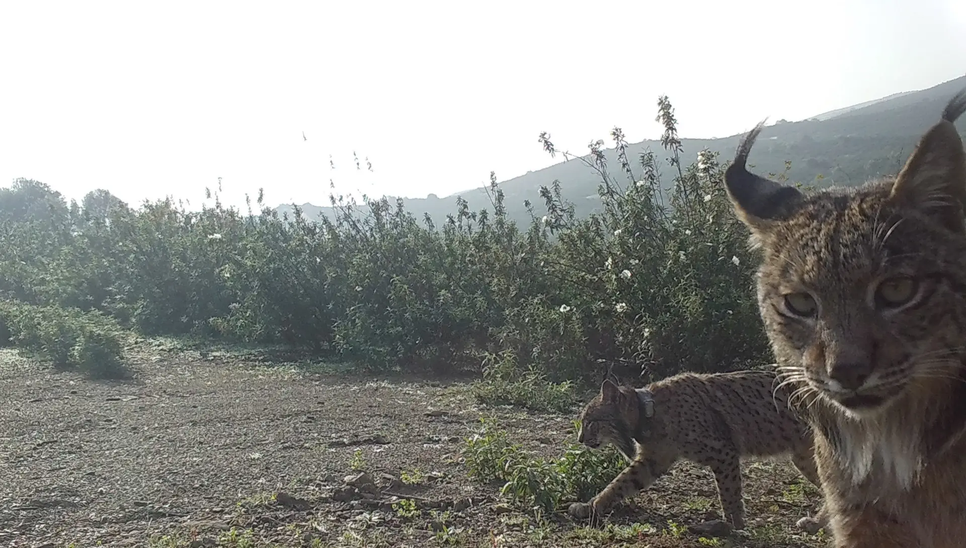 Cerca de 200 linces-ibéricos vivem em liberdade no Vale do Guadiana